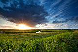 sunset over green summer meadow