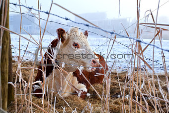 cow in winter outdoors