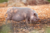 domestic pig mammal outdoor in summer 
