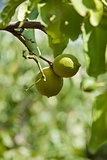fresh tasty green limes on tree in summer outside