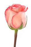 rose,flower isolated on white