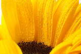 a sunflower with drops