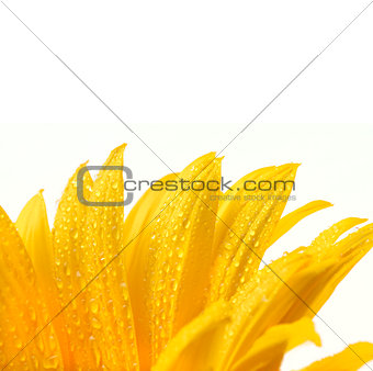 isolated flower on white sunflower with drops