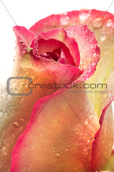rose,flower isolated on white with drops