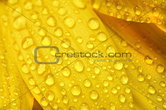 yellow sun flower isolated on white with drops