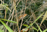 Rusty-cheeked Scimitar-Babbler (Pomatorhinus erythrogenys)