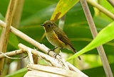 female Red-flanked Bluetail (Tarsiger cyanurus)