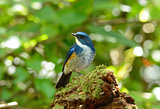male Himalayan Bluetail (Tarsiger rufilatus)