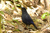 blue whistling thrush