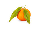 One tangerine with leaves isolayed on white background