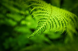 Fern leaf with green blurred bokeh background