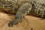 nile crocodile claws and skin detail