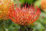 Red protea, national flower of South Africa