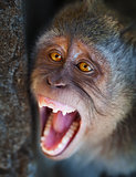 Portrait of aggressive monkey close up