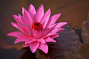 Nymphaea Red Flare - Lotus flower on a pond