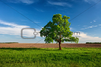 Lonely tree on near the arable land