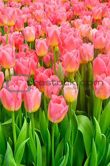 Pink tulips vertical background