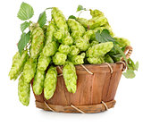 Green hops in a wooden basket