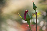 Two Rosebuds