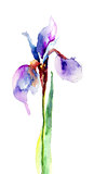 Watercolor illustration of Iris flower