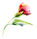 Stylized flower watercolor illustration 