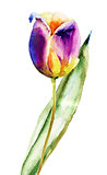 Beautiful Tulip flower