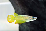 A Yellow Killi Fish