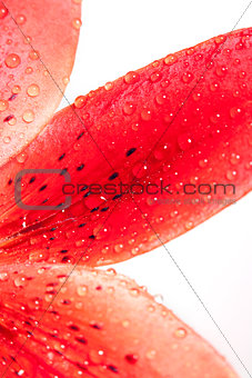 Closep of Lily Leaf with Water Drops