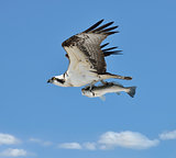 Flying Osprey Carrying A Fish
