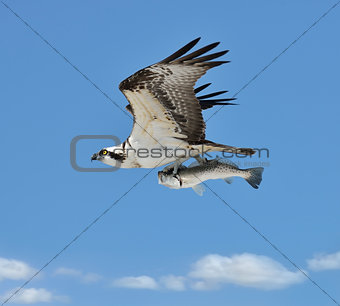 Flying Osprey Carrying A Fish