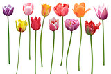  Tulips Flowers In A Row