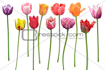  Tulips Flowers In A Row