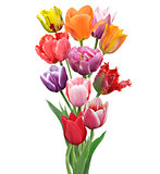 Tulips Flowers 