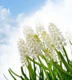 White Muscari Flowers