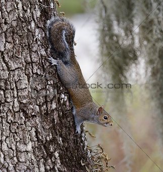  Gray Squirrel