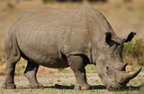 White rhino grazing