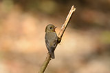 female Mugimaki Flycatcher (Ficedula mugimaki)