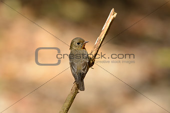 female Mugimaki Flycatcher (Ficedula mugimaki)