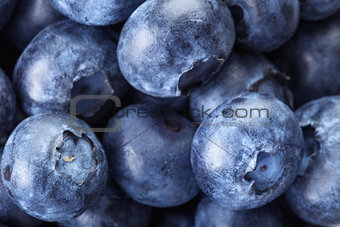fresh blueberries macro