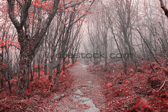 Red leaves forest