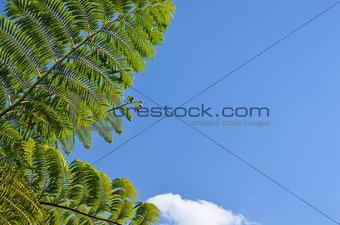 Tropical fern tree branch