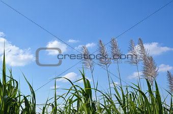 Sugar cane flowers