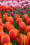 bloom of tulips