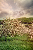 Blossoming apple trees in spring