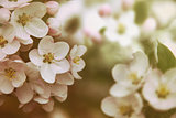 Closeup of apple blossom flowers with vintage color filters