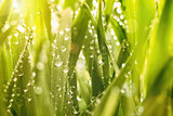 Droplets of water on blades of grass