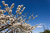 Cherry-tree blossom