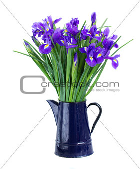 blue irises in flower pot