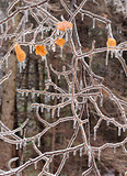 Ice covered branches after an ice storm.