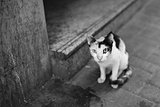 Lonely cat at street